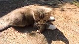 猫还抓老鼠