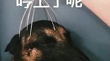 一只十分惬意的狗子