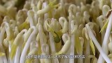日本农民是怎么发豆芽的？要不是亲眼所见，还不了解有这种方法