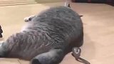 以为猫咪会怕蛇，猫主子的反应令人意想不到