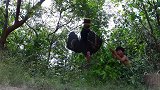 野人小哥利用陷阱，捕获了一只火鸡！