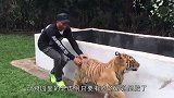 狗狗被老虎拒绝，直接回头咬住老虎的尾巴，老虎的反应太逗了
