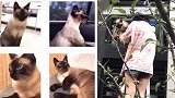 浙江一失主发布寻猫启示重酬一万元 找到后称酬金已给别人