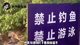 搞笑视频：这鱼可真难养，带上泳圈都不行！