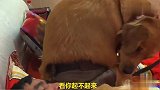 金毛叫主人起床，主人不起，金毛使出绝招，对主人放屁，笑岔气
