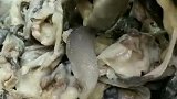 蘑菇这样做比肉都香