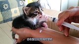 男子收养了一只流浪猫，亲自喂猫咪食物，画面令人暖心