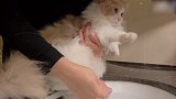 被抱着洗爪爪的猫咪，好乖巧的样子，真可爱！