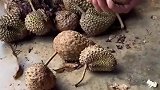 越南十块钱一个的榴莲，切开之后一看，感觉我能把他买破产