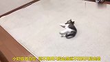 慵懒的小奶猫，玩起来很别致，太有趣了