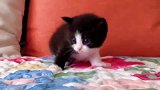 小老黑是一只有自己想法的奶牛猫，就是不往我这儿爬！