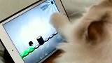 我玩了几十年的游戏，才发现还没一只猫玩的好，可笑
