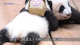 熊猫宝宝还要上学？背上小书包，还挺像样！