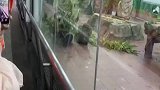 熊猫滚起来了，看见有人更兴奋了