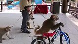 猴子骑车逃跑了。