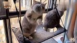 是不是以食物起名字的猫咪都特别胖主人感觉快负担不起了！