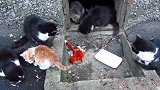 好心人送给流浪猫咪的圣诞礼物毛绒猴子，小猫咪第一反应就是打它