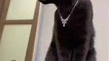 黑猫戴项链高级感溢出屏幕，无需看脸已是盛容
