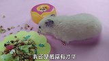 小仓鼠金大帅除了贪吃，还很自恋