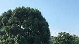其实无锡风景也不错
