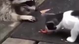 喵桌子底下的是你带的兄弟？