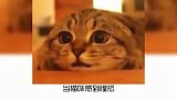 宠物冷知识：解读一下猫咪的面部表情
