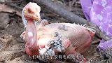 为了获得更多的牛肉，人为干涉牛儿产下“牛魔王”，越健壮越可怜