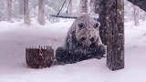威海降暴雪再大的雪，也不能阻挡熊猫干饭！