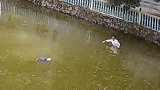 江西吉安：94岁老人落水！听到呼救声，他飞奔跳进湖里