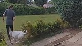 英国：一只狗为追球从主人双腿间飞奔而过将其撞倒