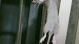 这过节也没有什么送的，来条老鼠吧主人！