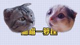 猫咪喝水太多被拉去医院检查，气的全程口吐芬芳：喝点水怎么了？