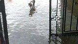 猫：几天没回家，家里怎么起水了！