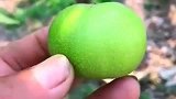 这才是真正的中国核桃,看到这青皮都知道,肯定是个好货!
