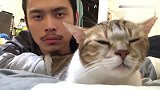 国外超搞笑跳舞猫合集，音乐神同步了