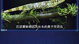 5种奇特的陆地爬行动物