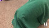 哈士奇到底“二不二”？主人用一条毯子就能证明
