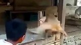 老猴不发威你当我是病猫