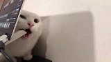 猫咪爱看电视，主人却不许他看，猫咪为此捣乱不让工作