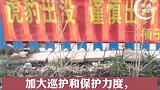 被放归的“完达山一号”野生东北虎已到吉林，第一时间启动人虎冲突预案。