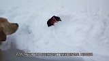两只母鸡被积雪压得动不了，大暖男金毛上前刨雪救出两只母鸡