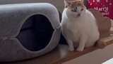 猫猫我啊真的好委屈