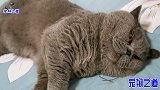 新来小奶猫长得太逗了，招惹胖公猫被揍后，转身又去挑战小橘猫