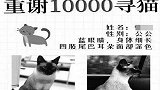 杭州女子奖万元寻猫不兑现：承认转账造假 很内疚