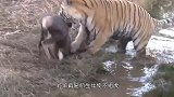 公牛在河边散步，发现一头老虎在喝水，突然发疯般的冲向老虎