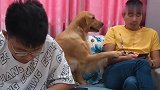 男主打扰小主人做功课的时间，接下来金毛豆豆的做法真是太暖心啦