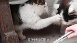 故宫中有上百只猫，每一只都大有来历，如今竟然成故宫保安