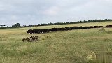 野牛群遇到野狗群，成年牛只顾逃命，牛宝宝被野狗群围攻撕咬