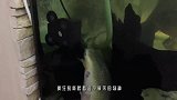 将一只蝎子丢进食人鱼缸，会发生什么结果太意外