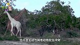 鳄鱼死死咬住长颈鹿，长颈鹿竟无法站起来，鳄鱼的咬合力这么强？